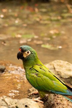 Chestnut-fronted macaque or severe macaque (Ara severus), beautiful green macaque in an animal shelter (zoo)