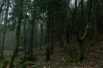 Fototapeta premium bosco fitto