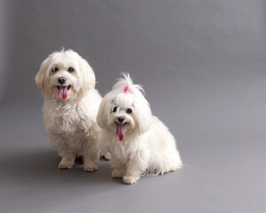 
Selective focus horizontal view of cute Maltese mixed male and petite female dogs staring intently with mouth open while sitting on grey seamless background