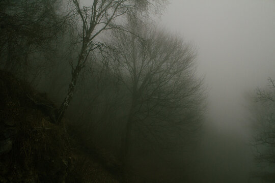 albero sul dosso