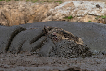 fotografia de un hipopotamo  metido en el barro