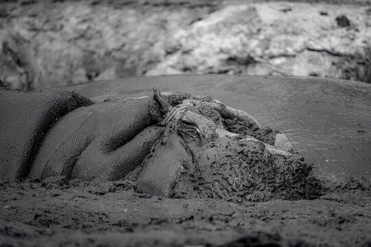 fotografia de un hipopotamo  metido en el barro