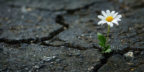 Blooming Through Concrete: A Symbol of Perseverance and Resilience. Concept Flower Photography, Urban Environment, Strength and Resilience, Nature in the City, Symbolism