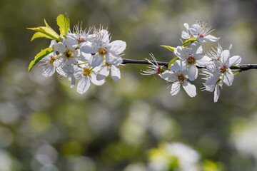 Selective focus of beautiful branches of white Cherry blossoms on the tree
