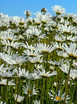 Daisies flowers field against blue sky