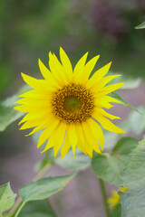The image focuses on a yellow sunflower highlighted