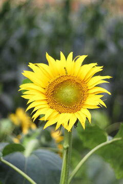 The image focuses on a yellow sunflower highlighted