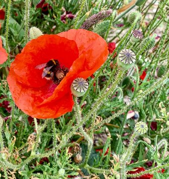 red poppy flowers garden with bee 
