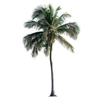 palm tree illustration isolated on transparent background - Generative AI