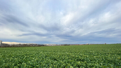 Fototapeta na wymiar Sown agricultural field. Post-winter vegetation of plants