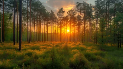 Fotobehang An enchanting view of a misty forest at sunrise with rays of light piercing through the trees. © mayas