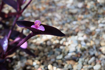 Closeup of Kalanhoe (also known as Alligator plant) flower buds in early Spring, shallow DOF