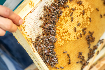 Witness the beekeeper's skilled hand cutting into a frame, revealing rows of sealed cells brimming...
