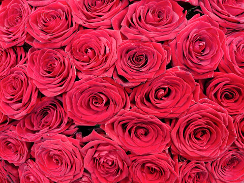 Background image of red rose flower buds close-up