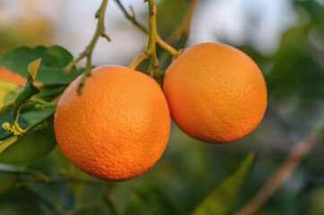 A branch with natural oranges on a blurred background of an orange orchard at golden hour 7