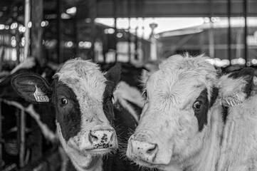 two cows in the farm
