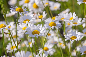 Wild chamomile flowers growing on meadow, lawn, white camomiles, daisy on green grass background. Oxeye daisy, Leucanthemum vulgare, Daisies, Common daisy, Dog daisy, Gardening concept.