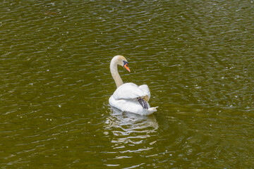 White swan swimming in the lake in spring