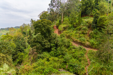 View of rainforest on slopes of mountain Kilimanjaro