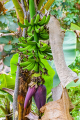 Unripe green bananas hanging on branch of the tree