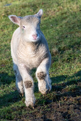 Obraz premium little lamb running