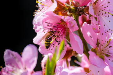 Bee collecting nectar from flowers of the blossoming peach tree in spring