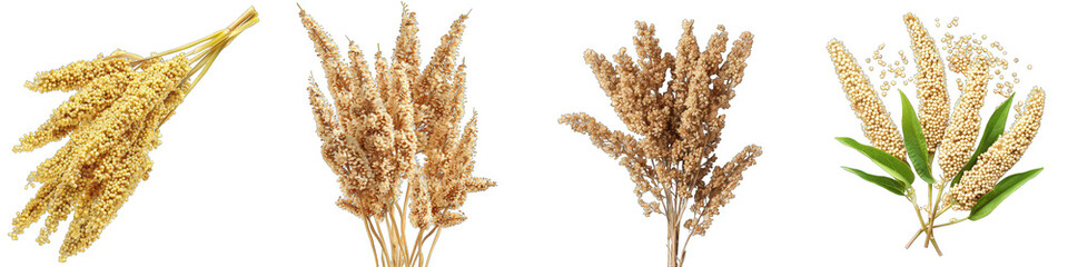 Quinoa  Hyperrealistic Highly Detailed Isolated On Transparent Background Png File