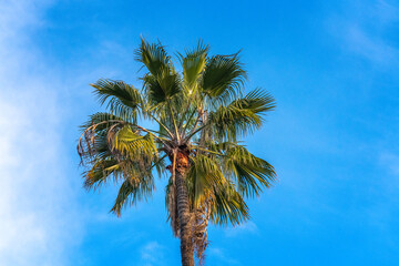 Mexican Fan Palm (Washingtonia robusta) against a blue sky in Los Angeles, CA.