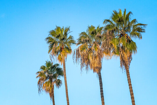 Mexican Fan Palm (Washingtonia robusta) against a blue sky in Los Angeles, CA.