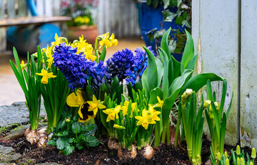 Blooming muscari hyacinths and narcissus in the spring garden