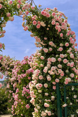 a variety of rose bushes with different colors in pink and red, partly climbing up rose arches