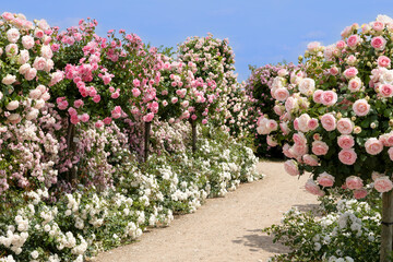 a footway between a variety of rose bushes with different colors in white, pink and red