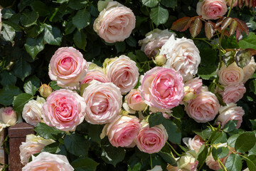 Blossoms of the shrub rose Eden Rose 85 in full bloom in white, pink and light green
