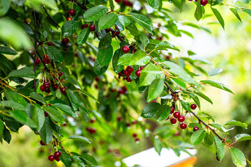 Bright red ripe cherries on the branches of a tree after rain with drops of water on the leaves. Concept of natural beauty and berry harvesting in summer