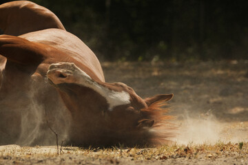 Sorrel horse rolling in dust bath during Texas drought on farm, animal behavior during summer. - 760920479