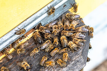 expelling drones from the hive entrance. Drones, male bees, are seen sitting near the hive's entrance, a seasonal beekeeping activity crucial for colony health