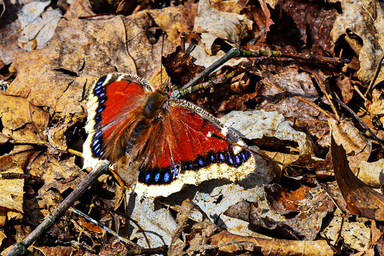 A warm couple days in the middle of March, here in Windsor in Upstate NY, brings out the Mourning Cloak Butterfly from Hibernation.  Spring is just around the corner at Pettus Hill Preserve.