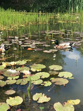 ducks in the pond