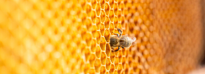 bee diligently works on a honeycomb frame, filling each cell with nourishing honey. Witness the...