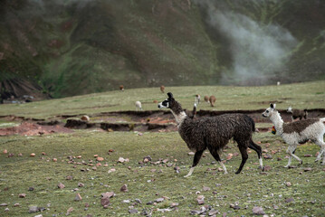 Llama in the Highlands of Bolivia,