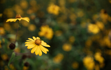 yellow flowers in the garden