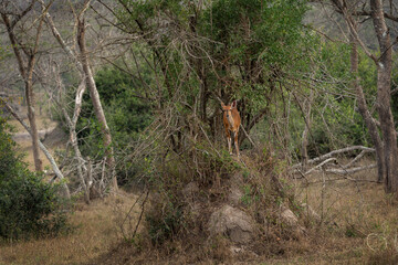 Northern bushbuck in Queen Elizabeth national park. Antelope in the bushes. Safari in Uganda.