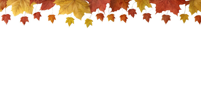 Autumn leaves border. Maple leaves frame with copy space on a transparent background