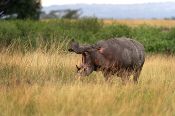 Adult hippo on the meadow. Hippopotamus is yawning on the ground. Safarin in the Queen Elizabeth national park. Most dangerous animal in Africa with open mouth. . © prochym