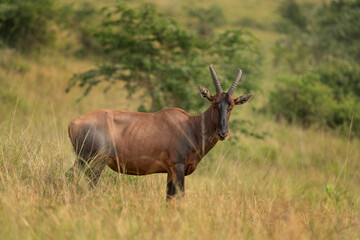 Topi on the meadow. Damaliscus lunatus is eating on the grassland. Safari in the Queen Elizabeth national park. Antelopes during safari in Africa.