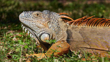 Obraz premium Iguana close-up in the wild, an iguana in a park in Miami,
