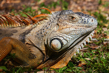 Iguana close-up in the wild, an iguana in a park in Miami,