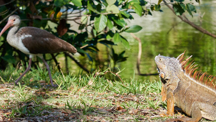 Iguana close-up in the wild, an iguana in a park in Miami,