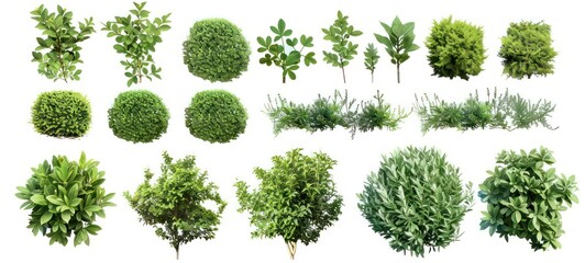 Green bushes and shrubs, isolated on white background