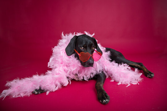 Close-up of a black labrador wearing heart shaped glasses and a pink feather boa lying on the floor